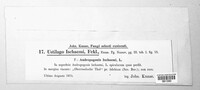 Sphacelotheca ischaemi image